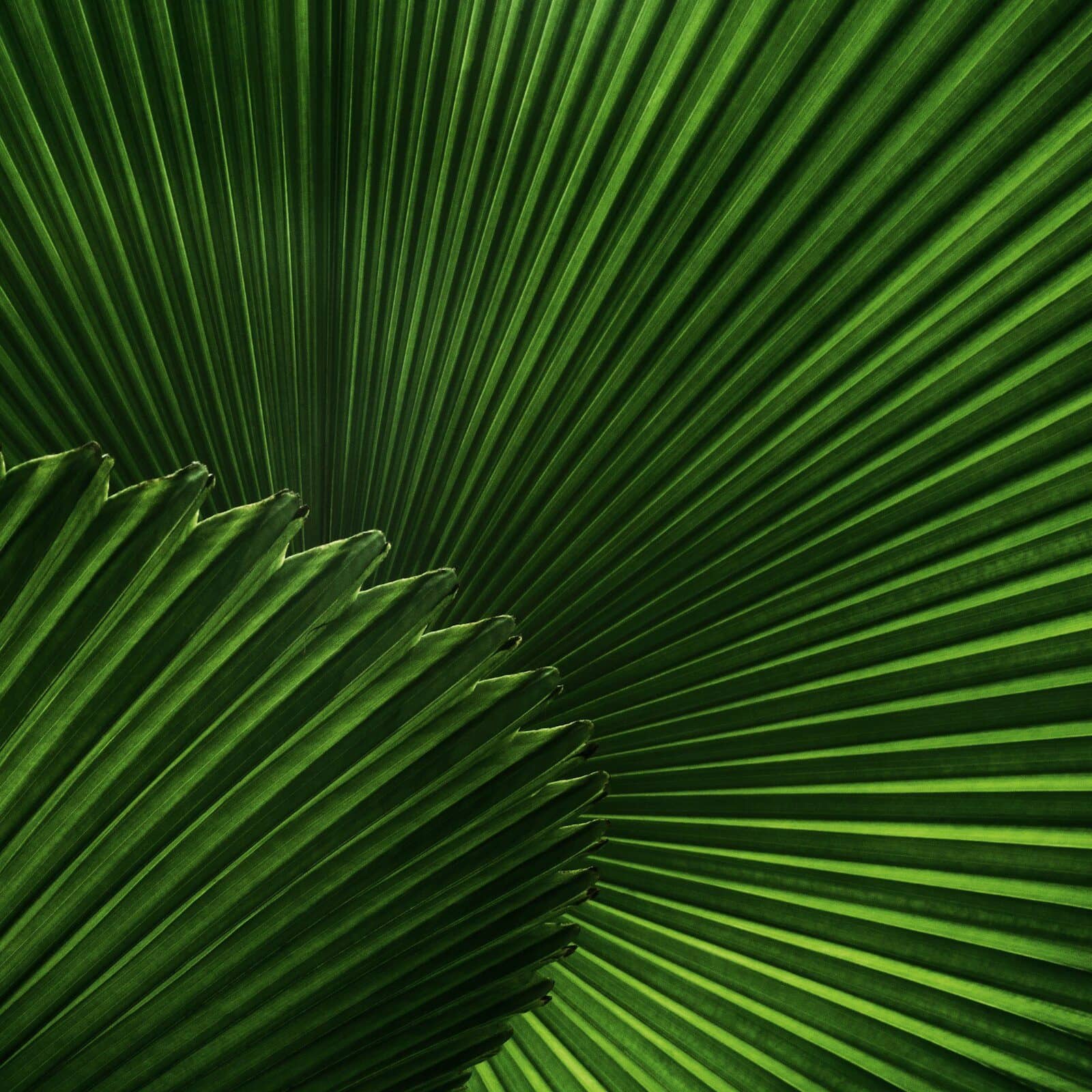 Follaje verde en sombra suave con luz tamizada