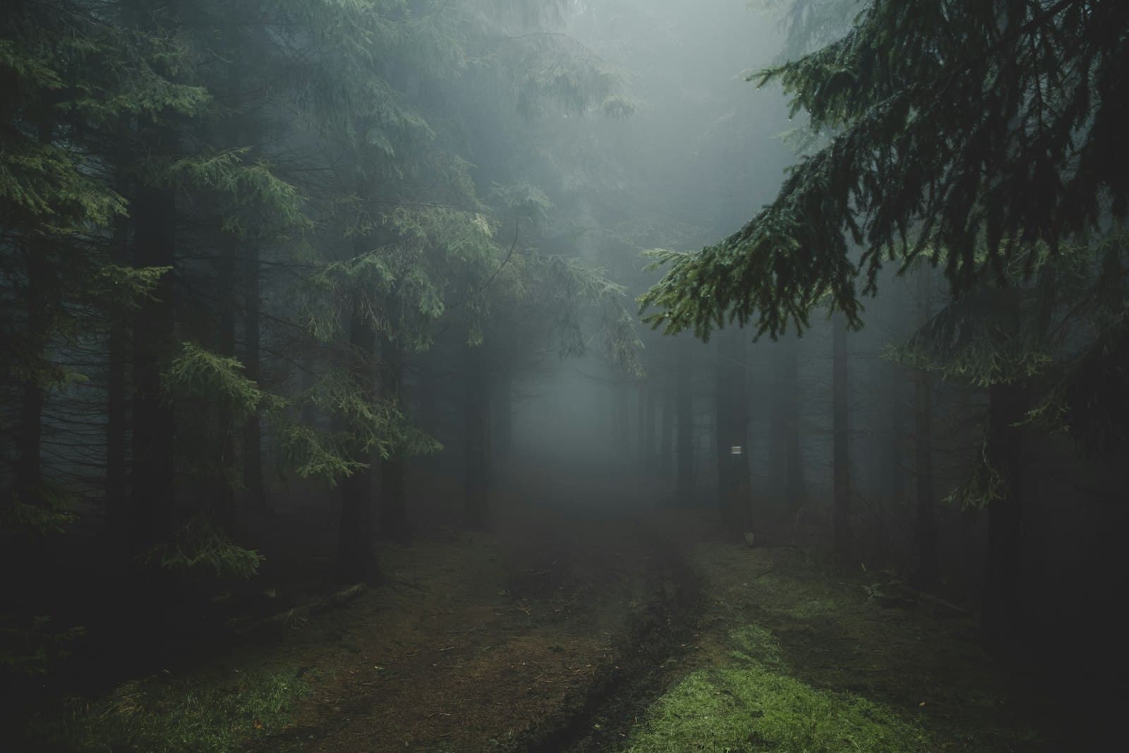 Un sendero boscoso y brumoso que invita a la calma y la introspección