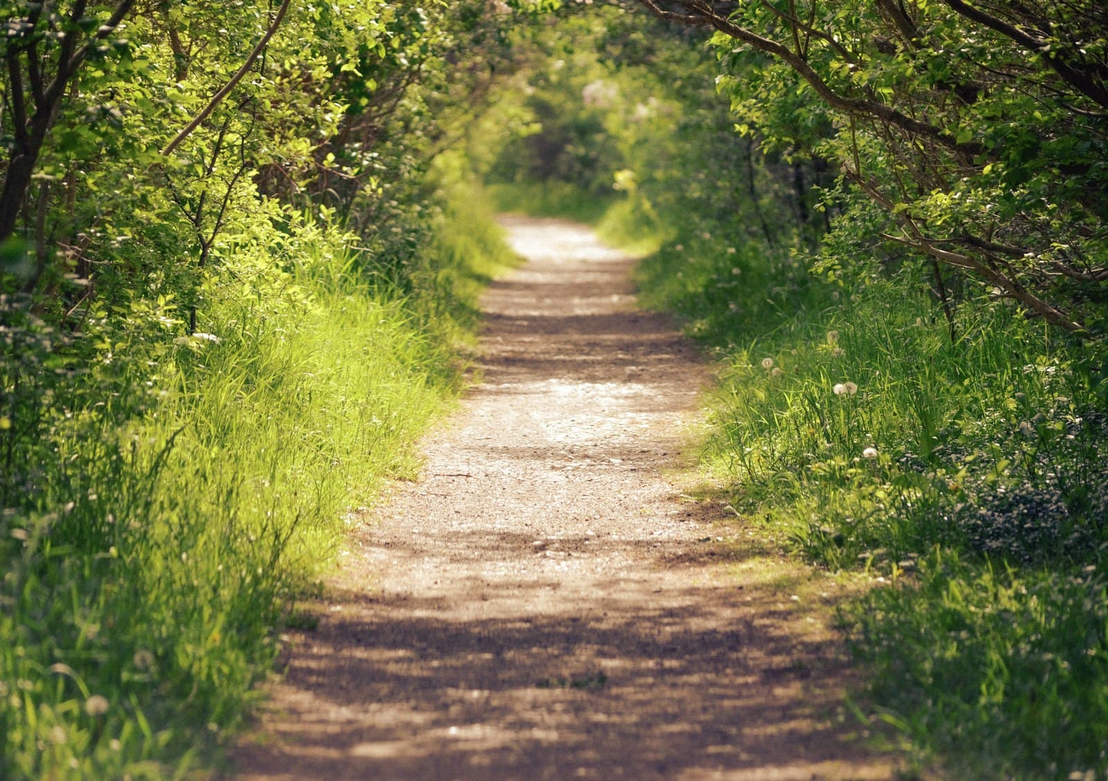 Un sendero tranquilo en un bosque bañado por la luz del sol, que sugiere paz y soledad.