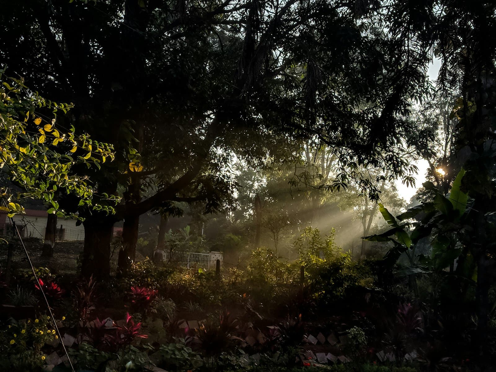 Luz del sol filtrándose a través de los árboles en un jardín sereno, evocando paz y conexión con la naturaleza