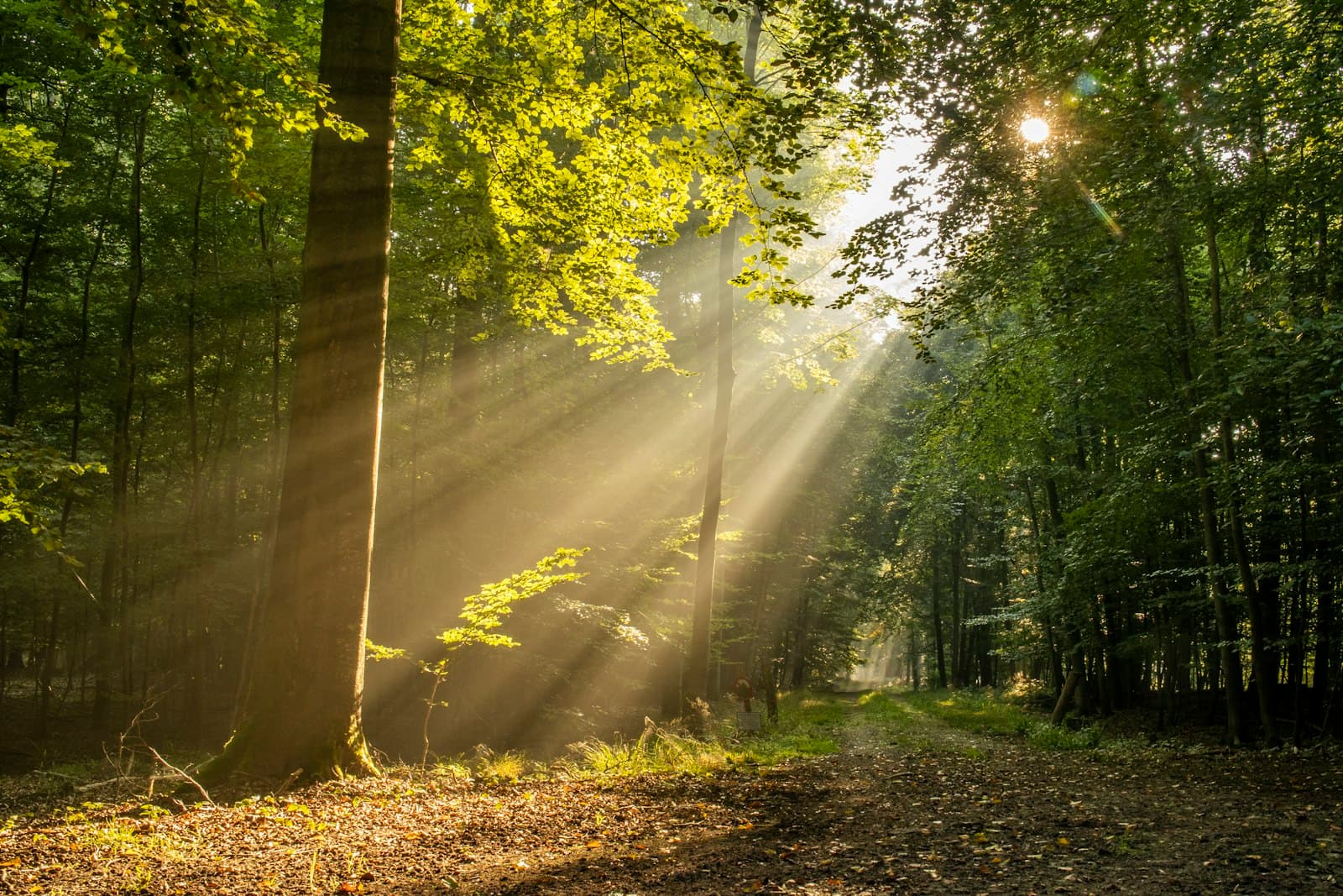 Un sendero iluminado por el sol en un bosque denso, invitando a la introspección y la caminata consciente.