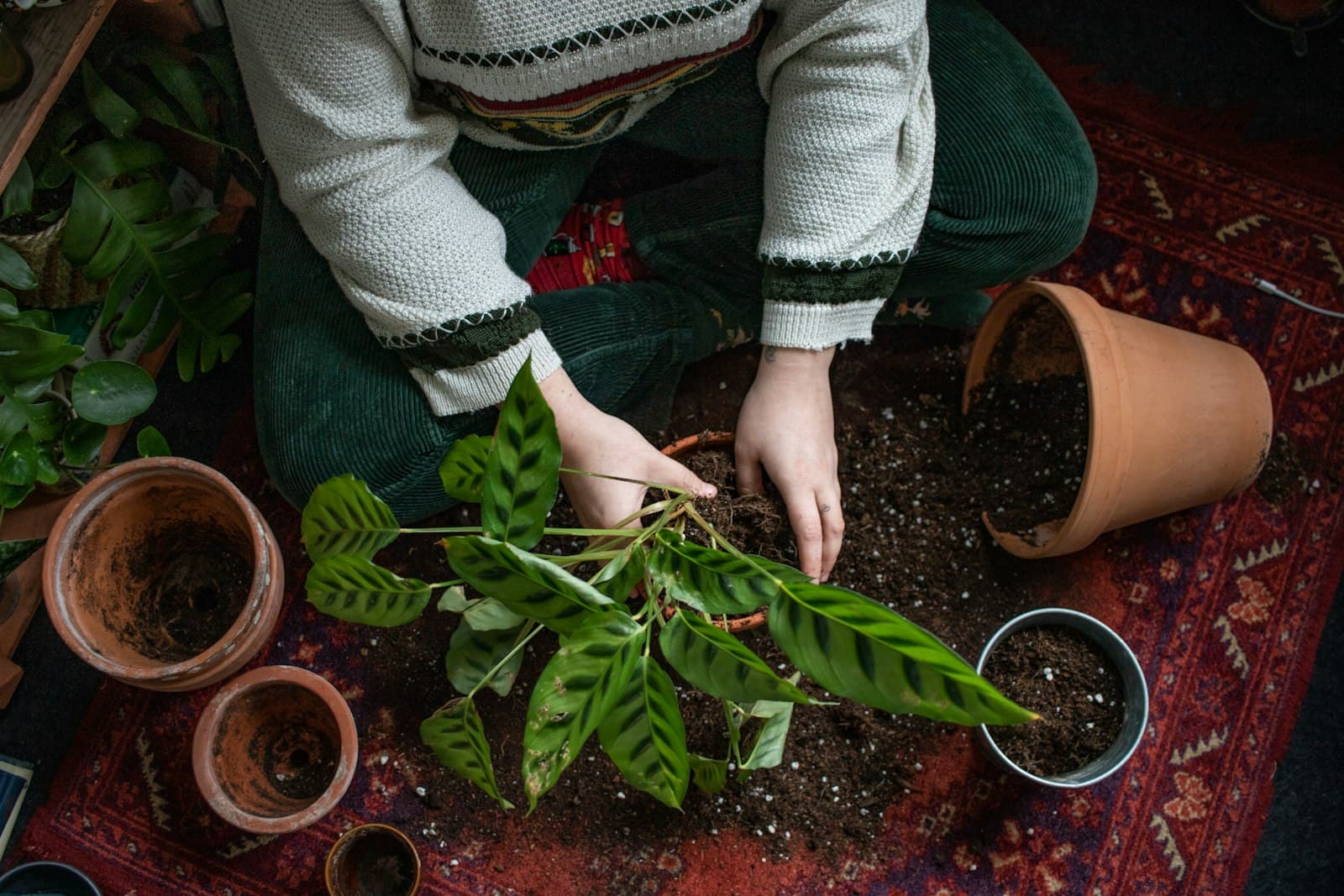 Manos sosteniendo suavemente una pequeña planta en una maceta de barro, simbolizando el cuidado y la conexión con la tierra.