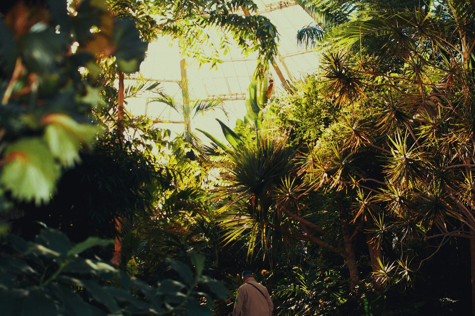 Una mujer meditando tranquilamente en un jardín tropical exuberante