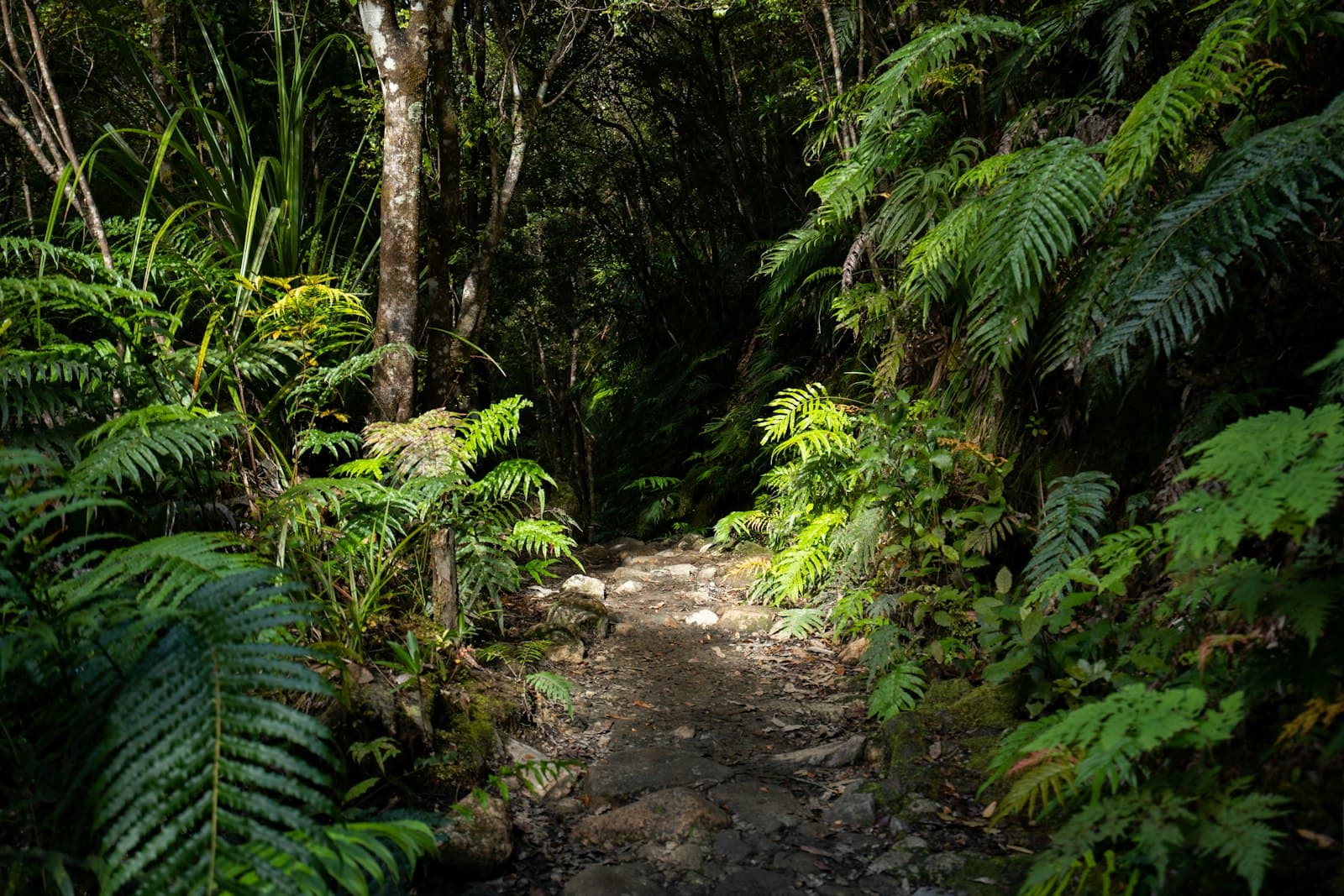 A winding dirt path through lush jungle