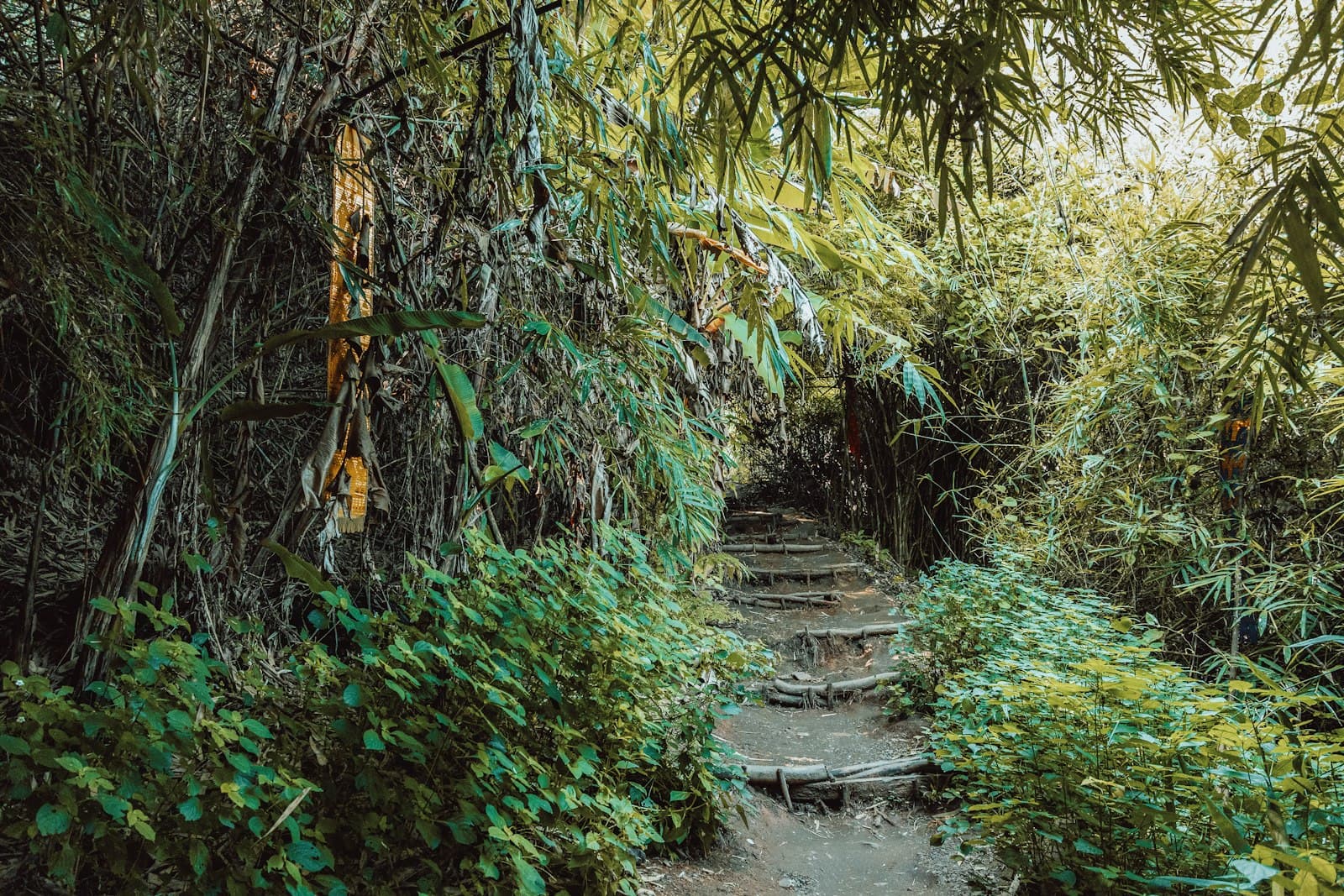Un sendero exuberante en la selva que conduce a un templo escondido, evocando la naturaleza y la exploración interior.