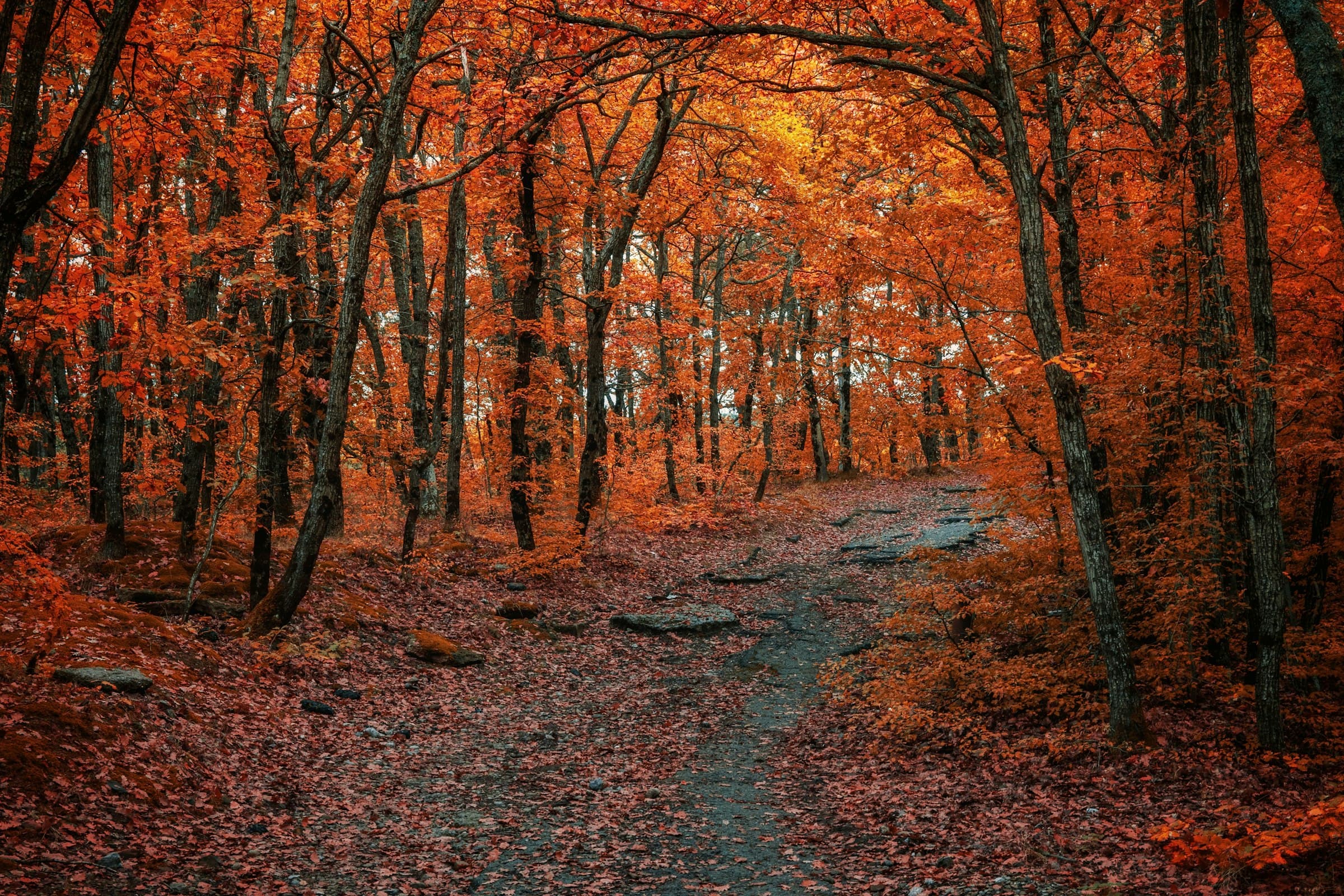 Un sendero en un bosque de otoño, con hojas caídas y luz solar filtrándose entre los árboles.