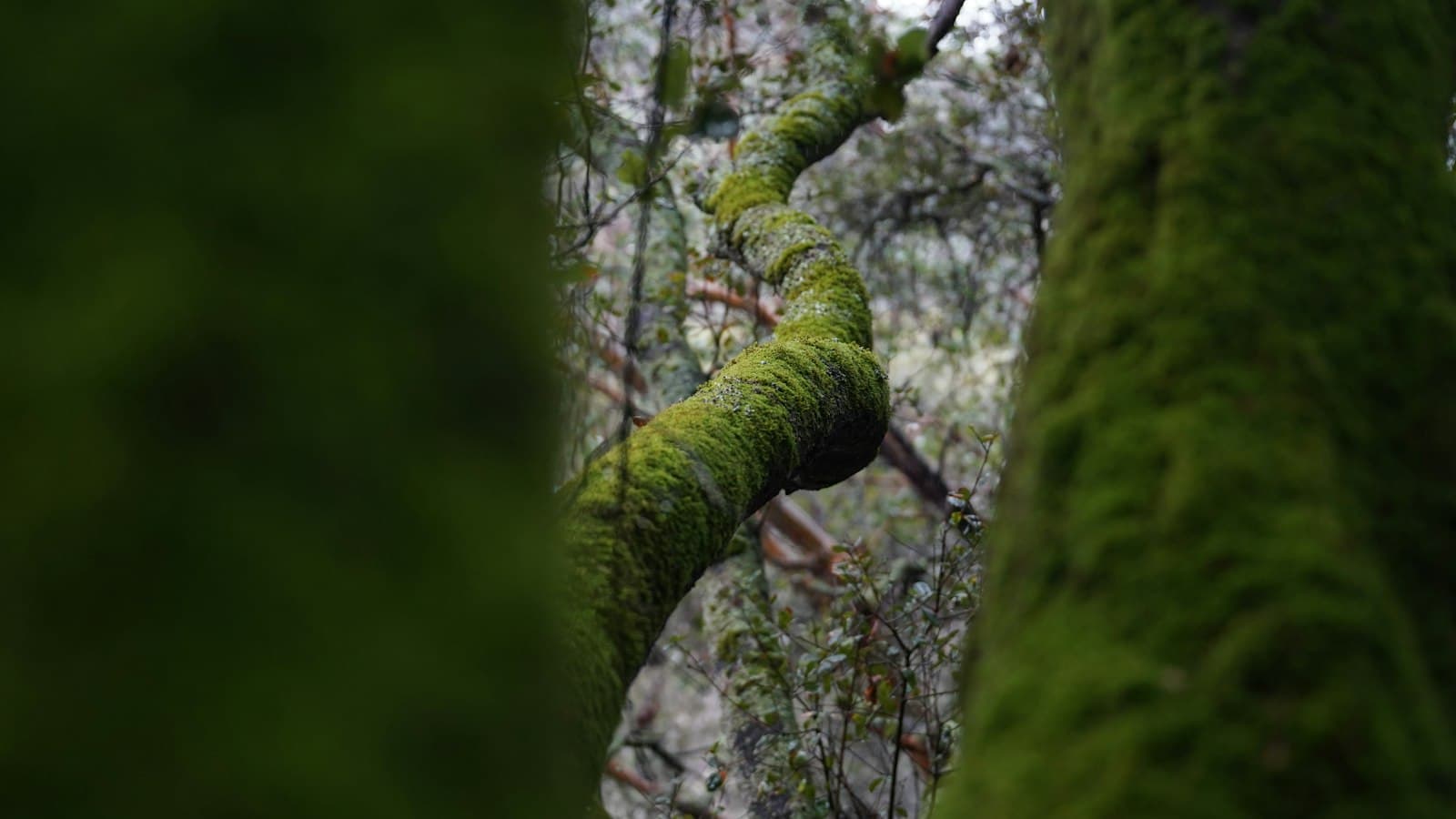 Manos tocando suavemente la corteza cubierta de musgo de un árbol antiguo en un bosque.