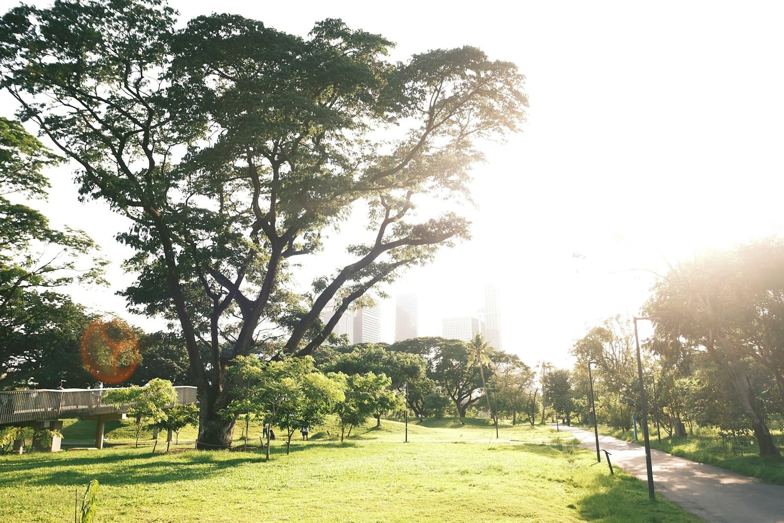 Un sendero tranquilo en un parque urbano, con la luz del sol filtrándose entre las hojas de los árboles
