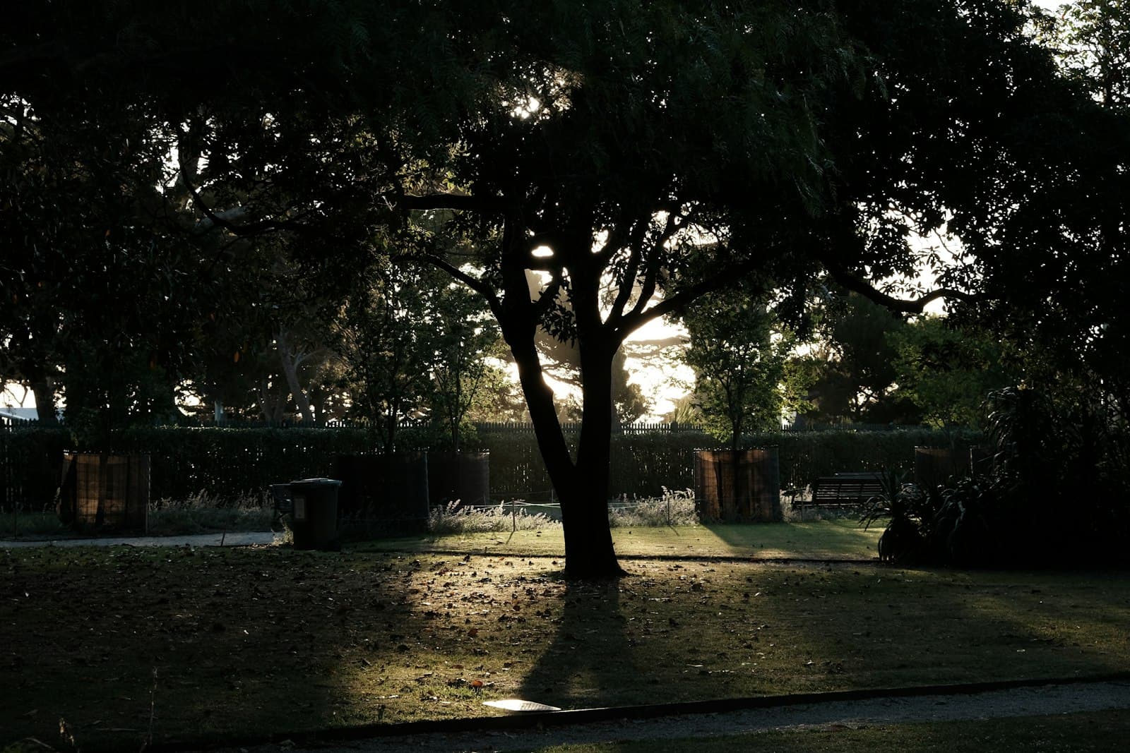 Un sendero arbolado en un parque urbano, con la luz del sol filtrándose entre las hojas, evocando tranquilidad