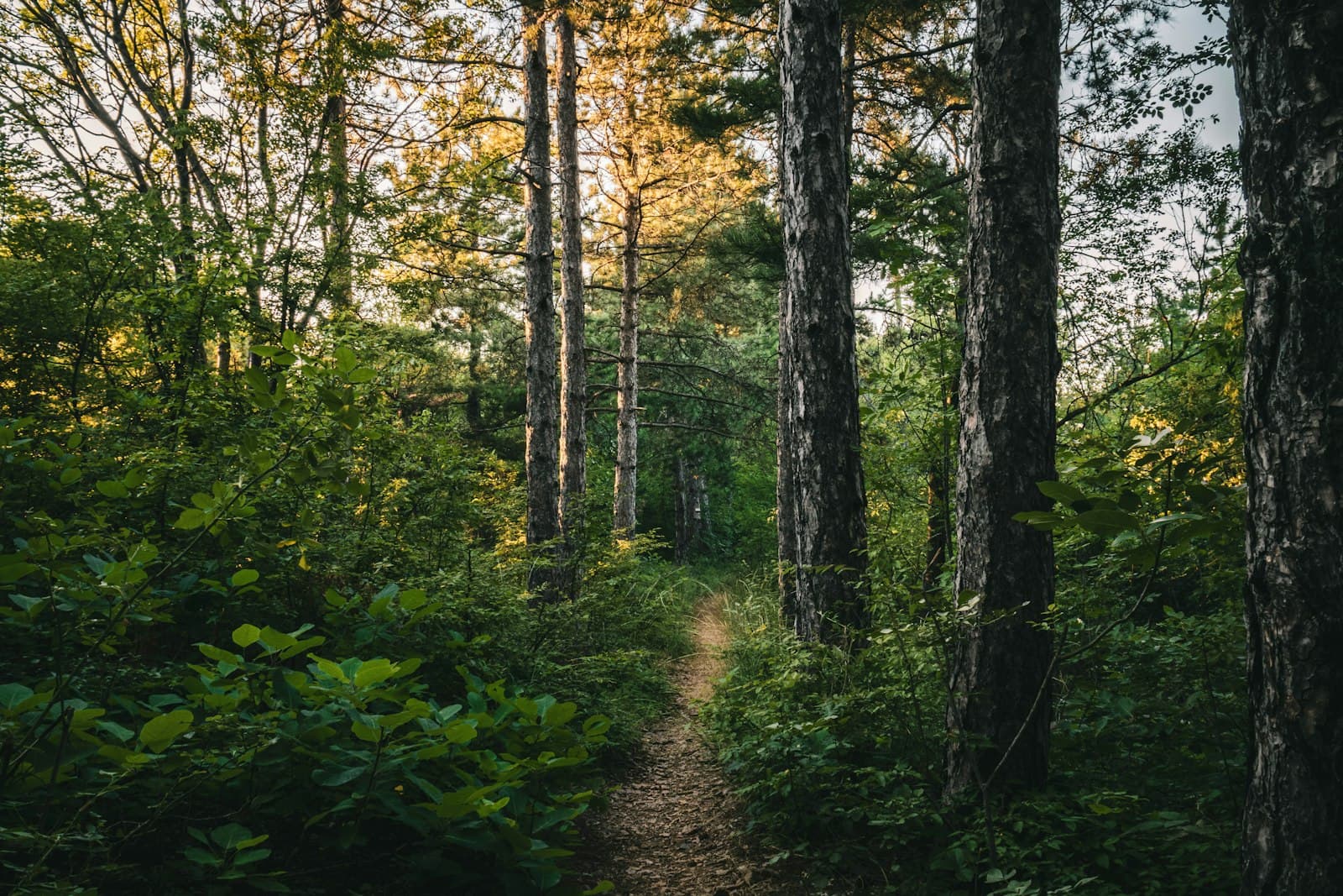 Un sendero tranquilo en un bosque, bañado por la suave luz de la mañana, invitando a la introspección.