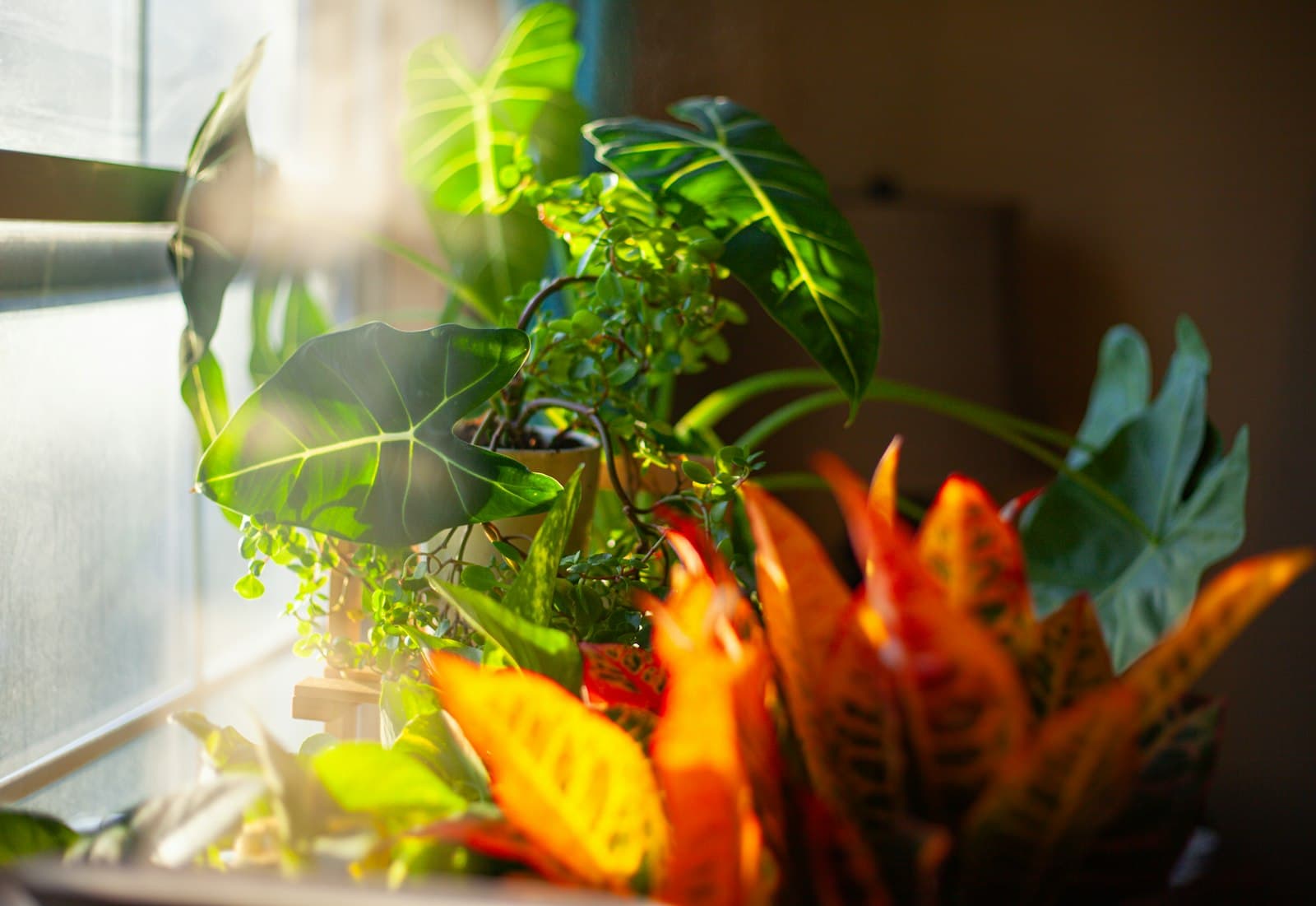 Persona meditando pacíficamente en una habitación soleada rodeada de plantas