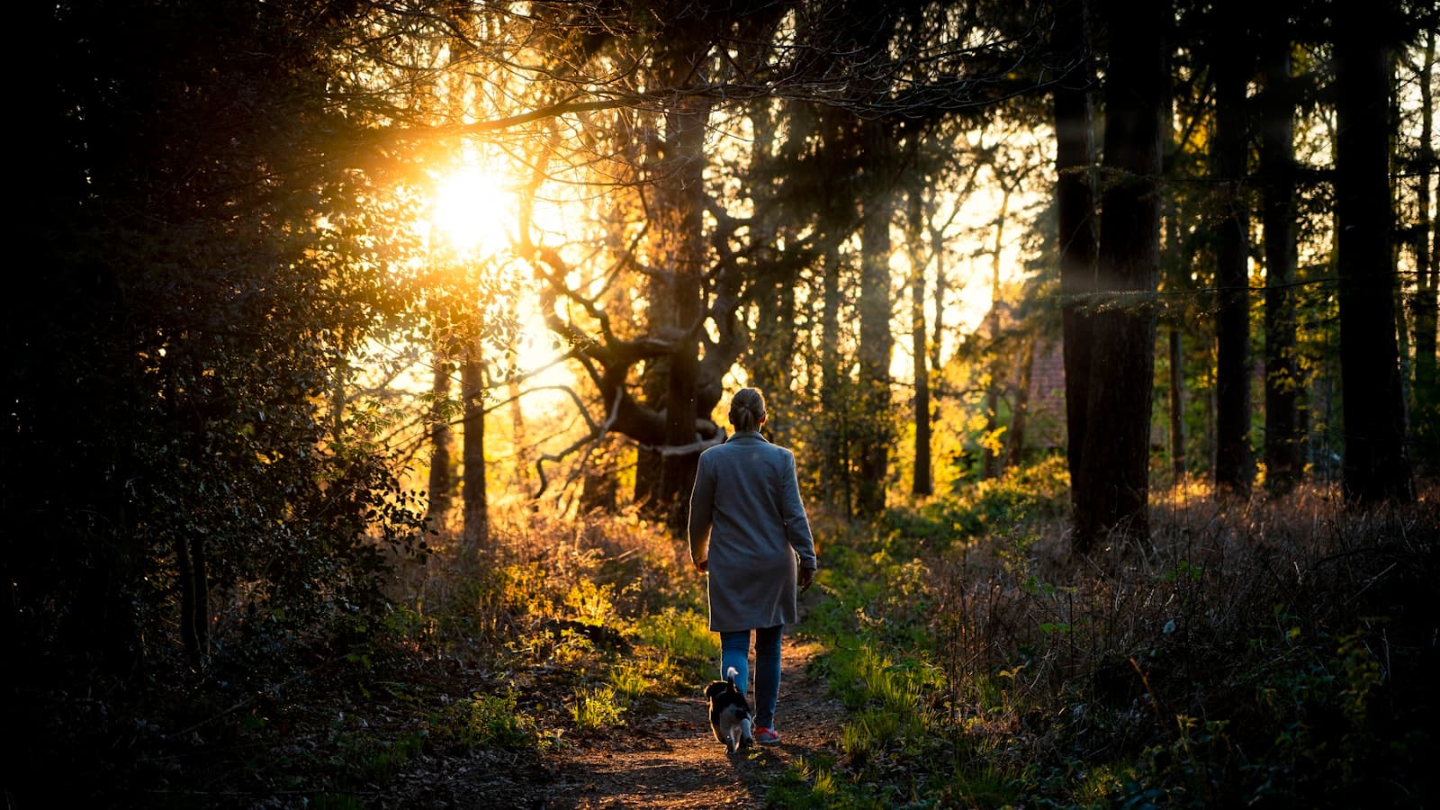 Una persona caminando tranquilamente por un sendero soleado en un bosque, inmersa en la naturaleza.