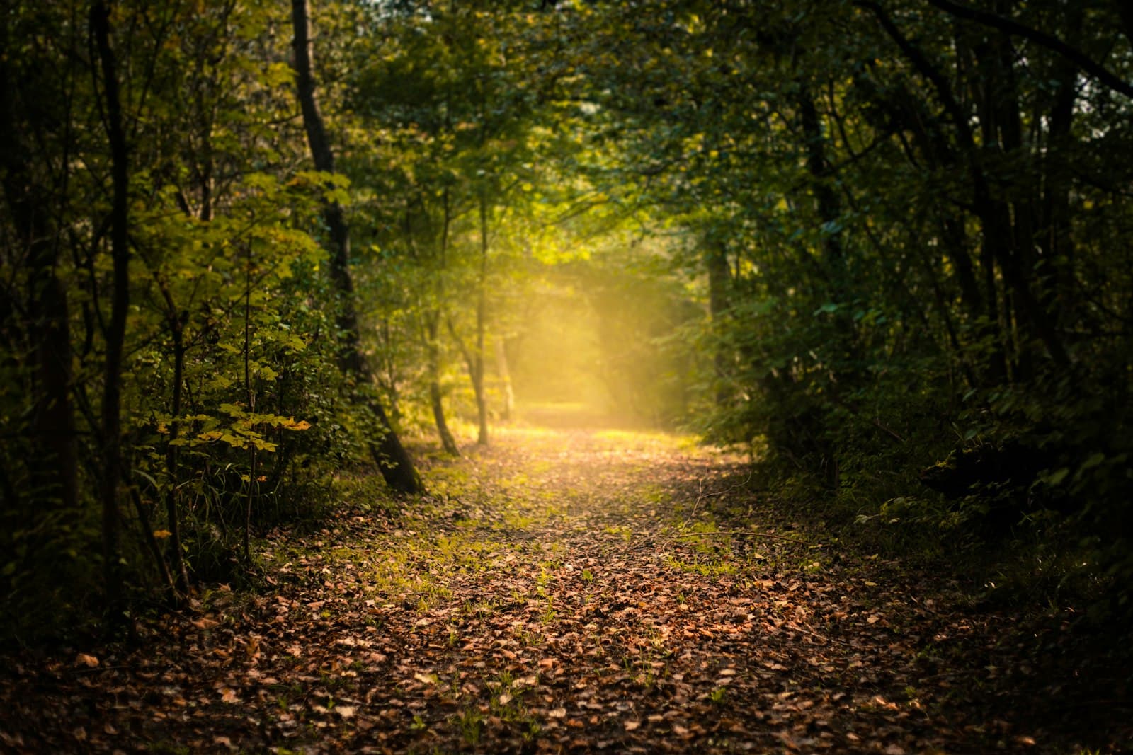 Un sendero iluminado por el sol que se adentra en un bosque frondoso